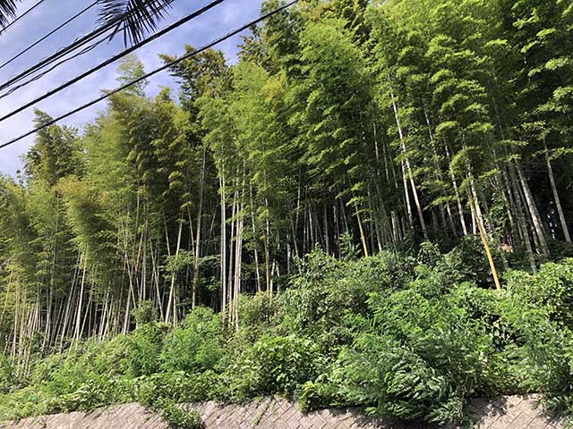 竹の伐採前