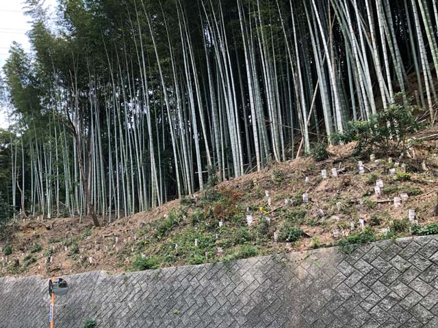竹の伐採後